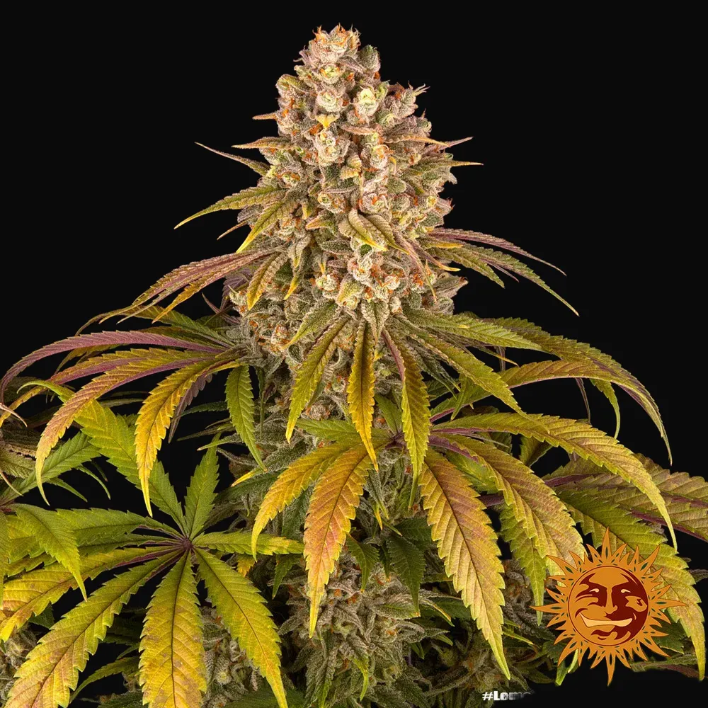 Lemon Tree