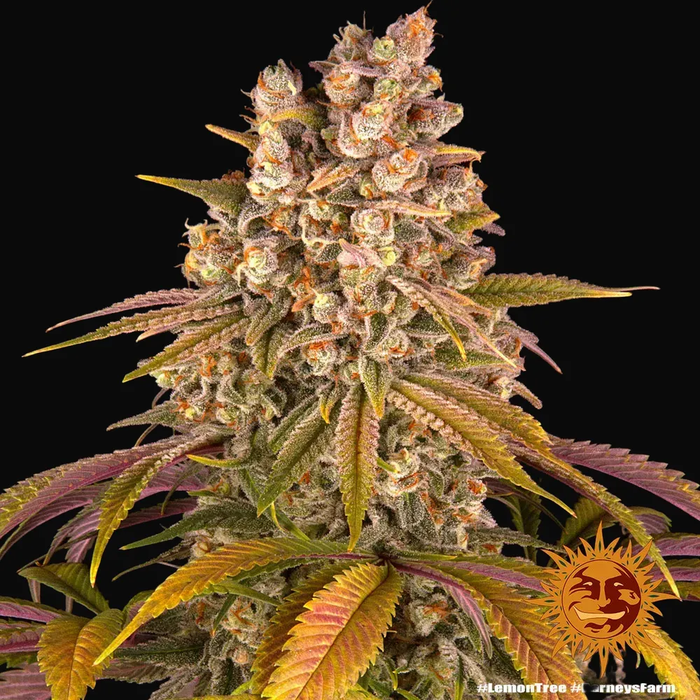 Lemon Tree