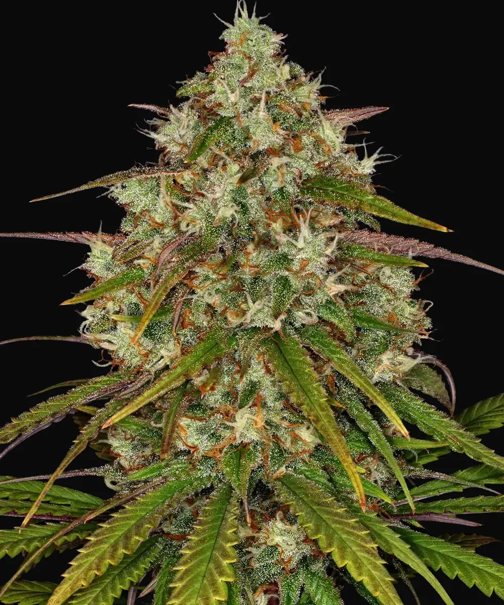 Liberty Haze