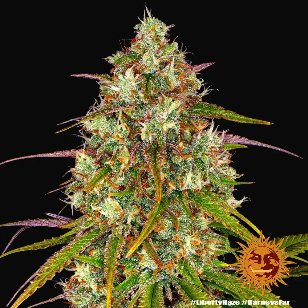 Liberty Haze
