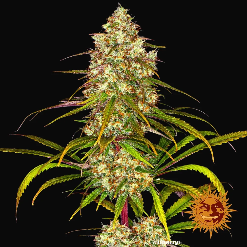Liberty Haze