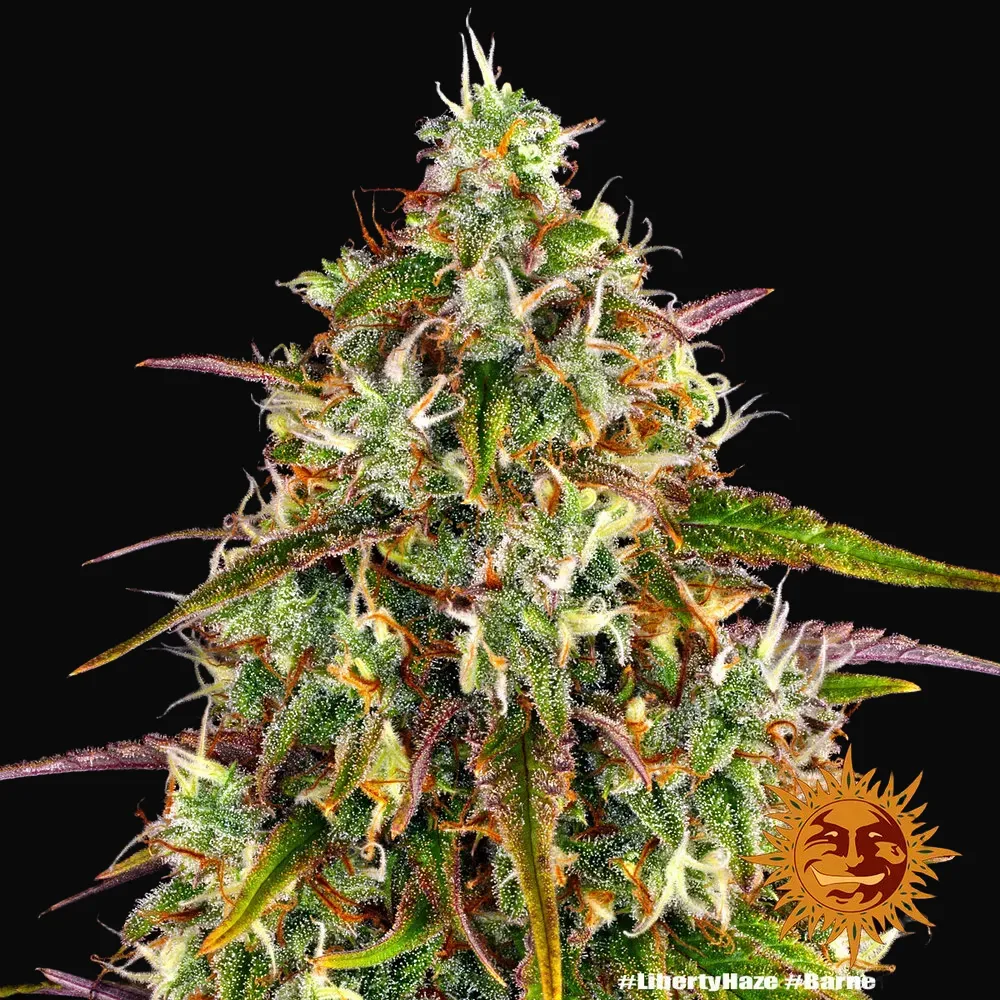 Liberty Haze