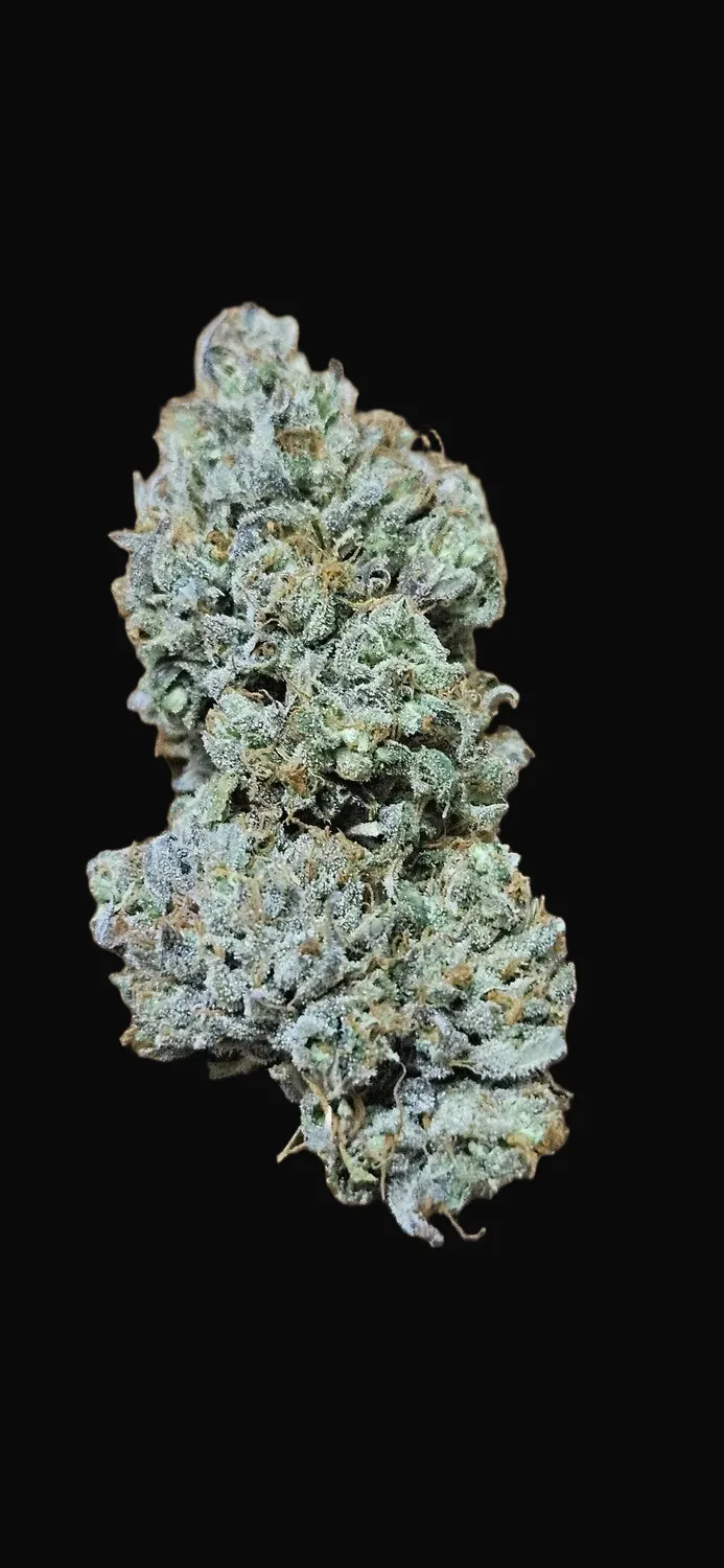 Lieutenant Dank Auto