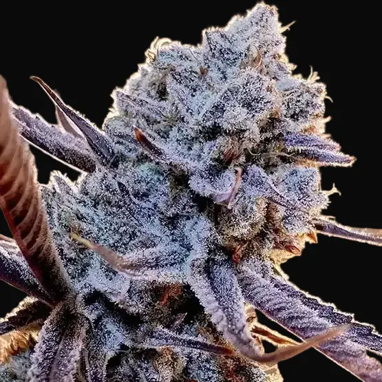Lilac Diesel RBX2