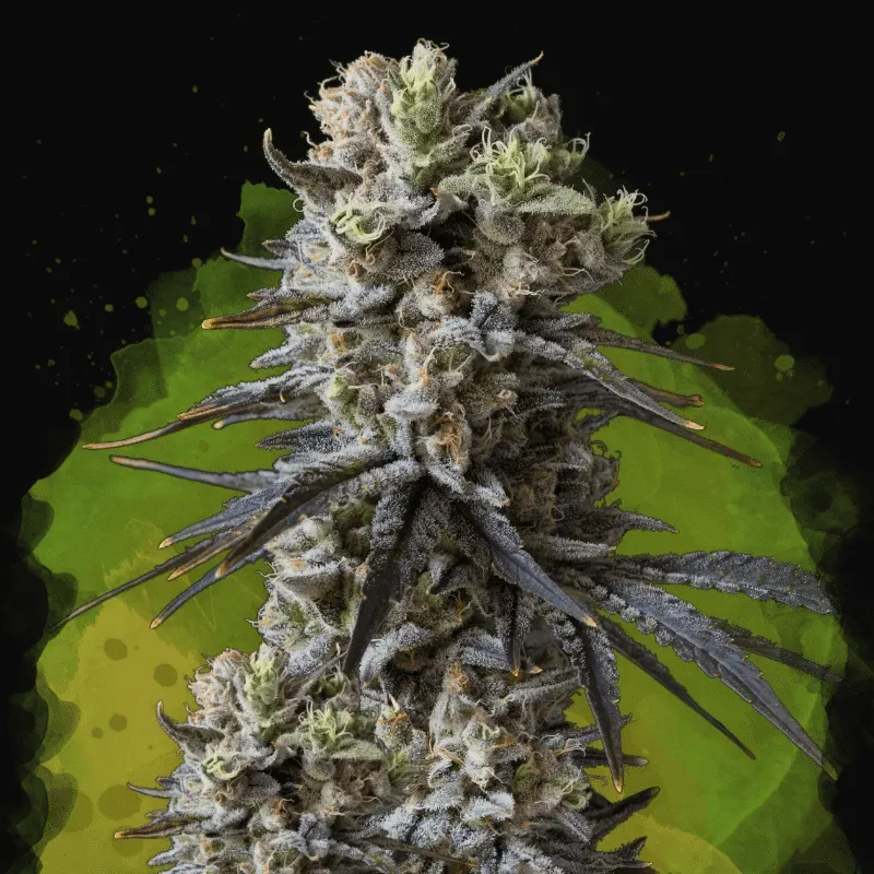 Lithium OG Kush Auto