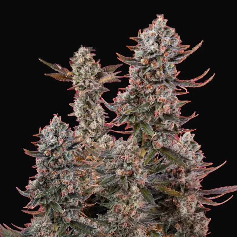 Lithium OG Kush