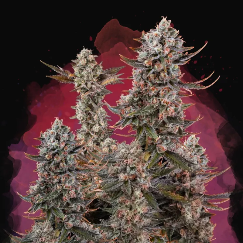 Lithium OG Kush