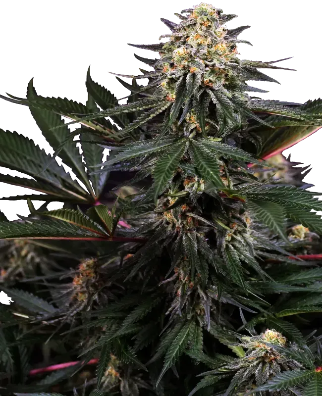 Lockdown Kush Feminized
