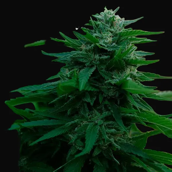 Lord Kush Early Version