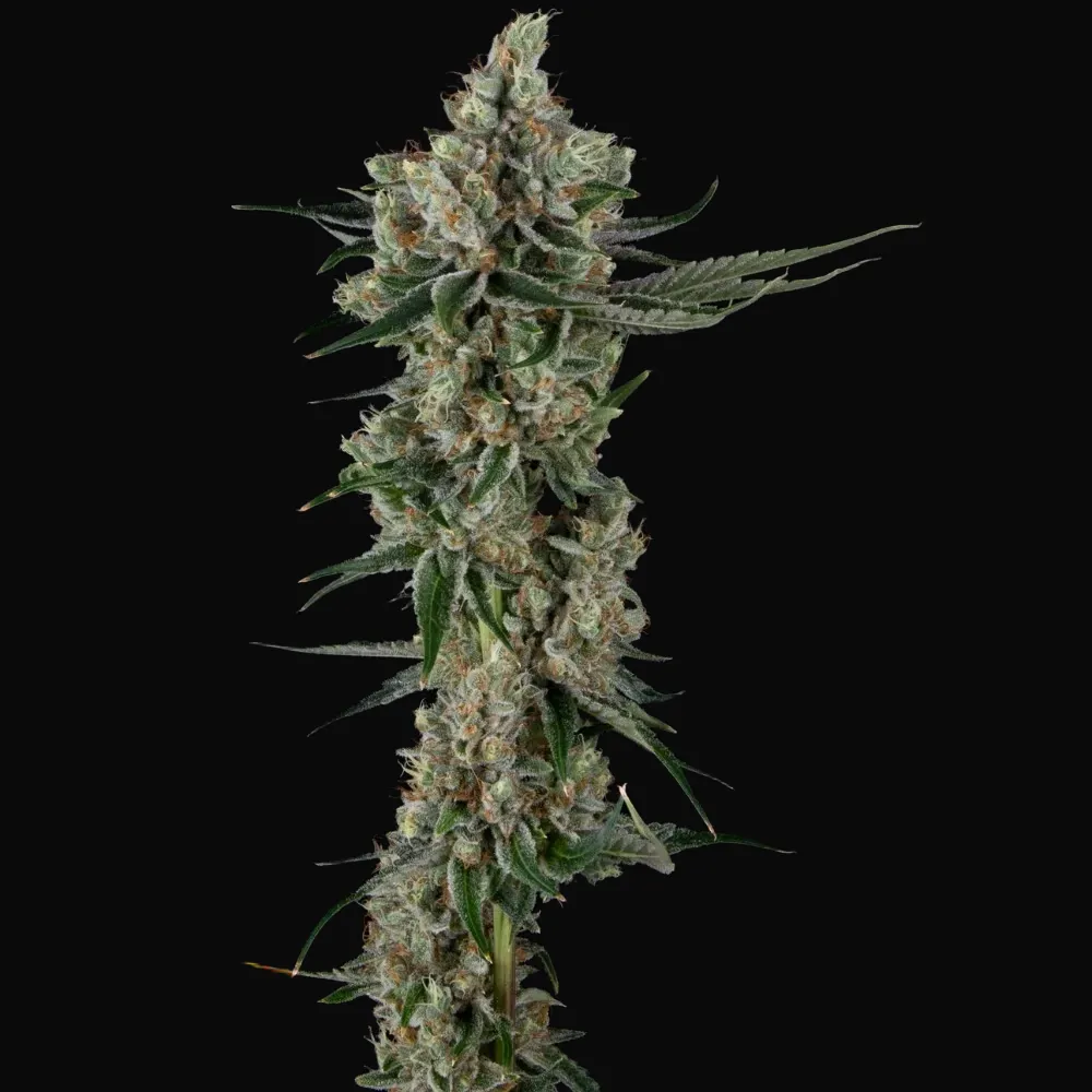 Loud Dream Candy