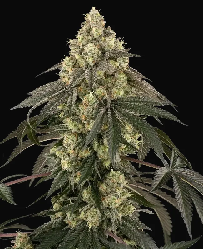 Loud Kush Feminized