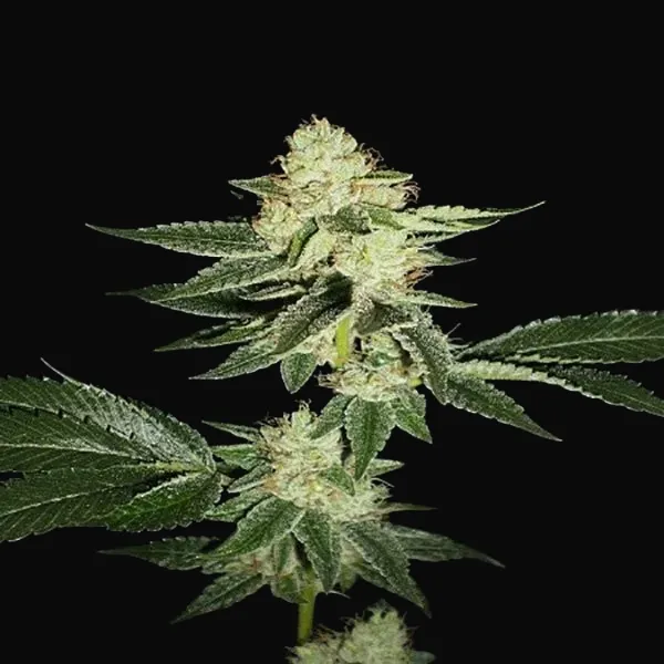 Louis XIII OG