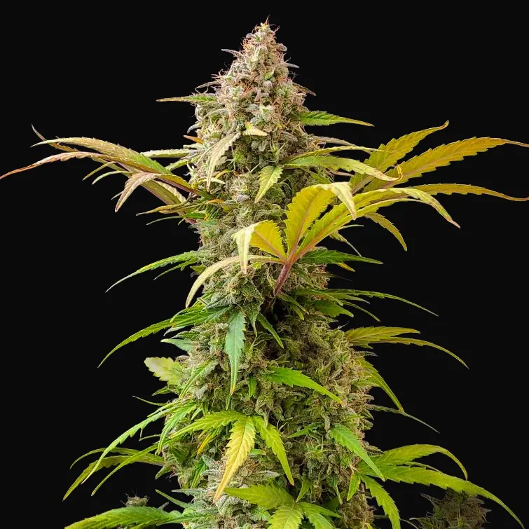 Lowryder Auto