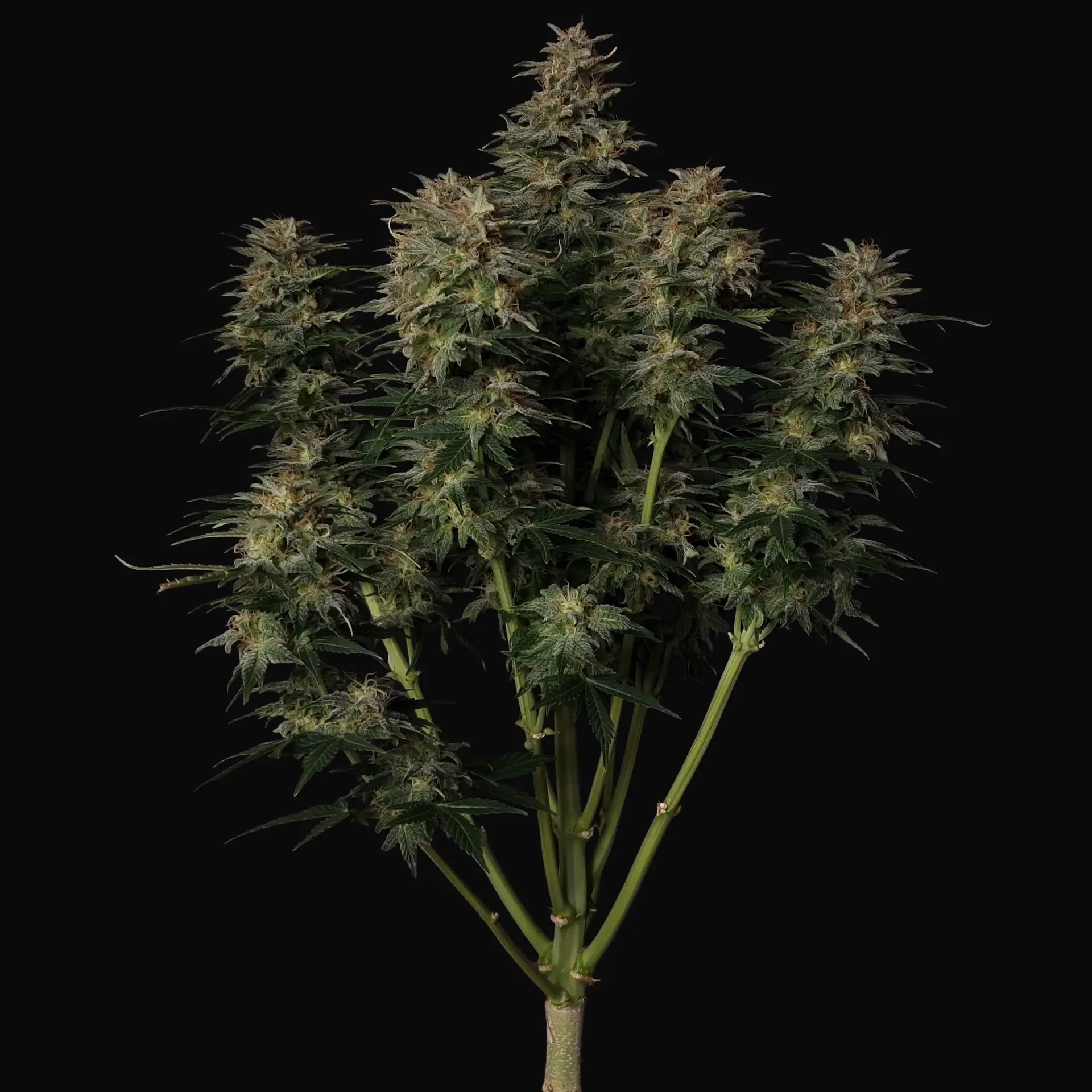 Lowryder Auto Regular