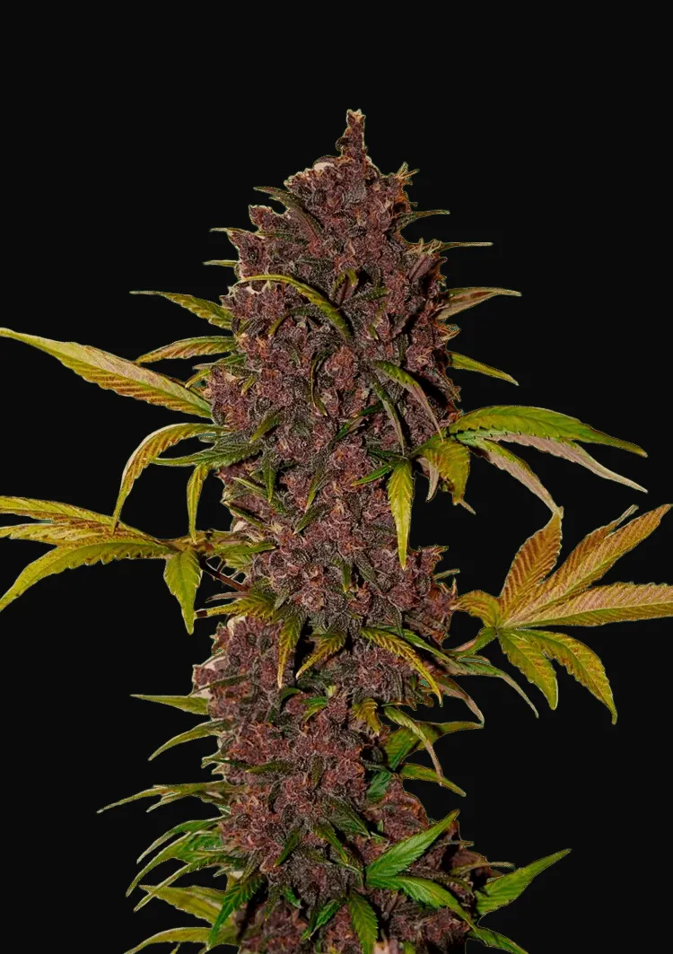 LSD 25 Auto