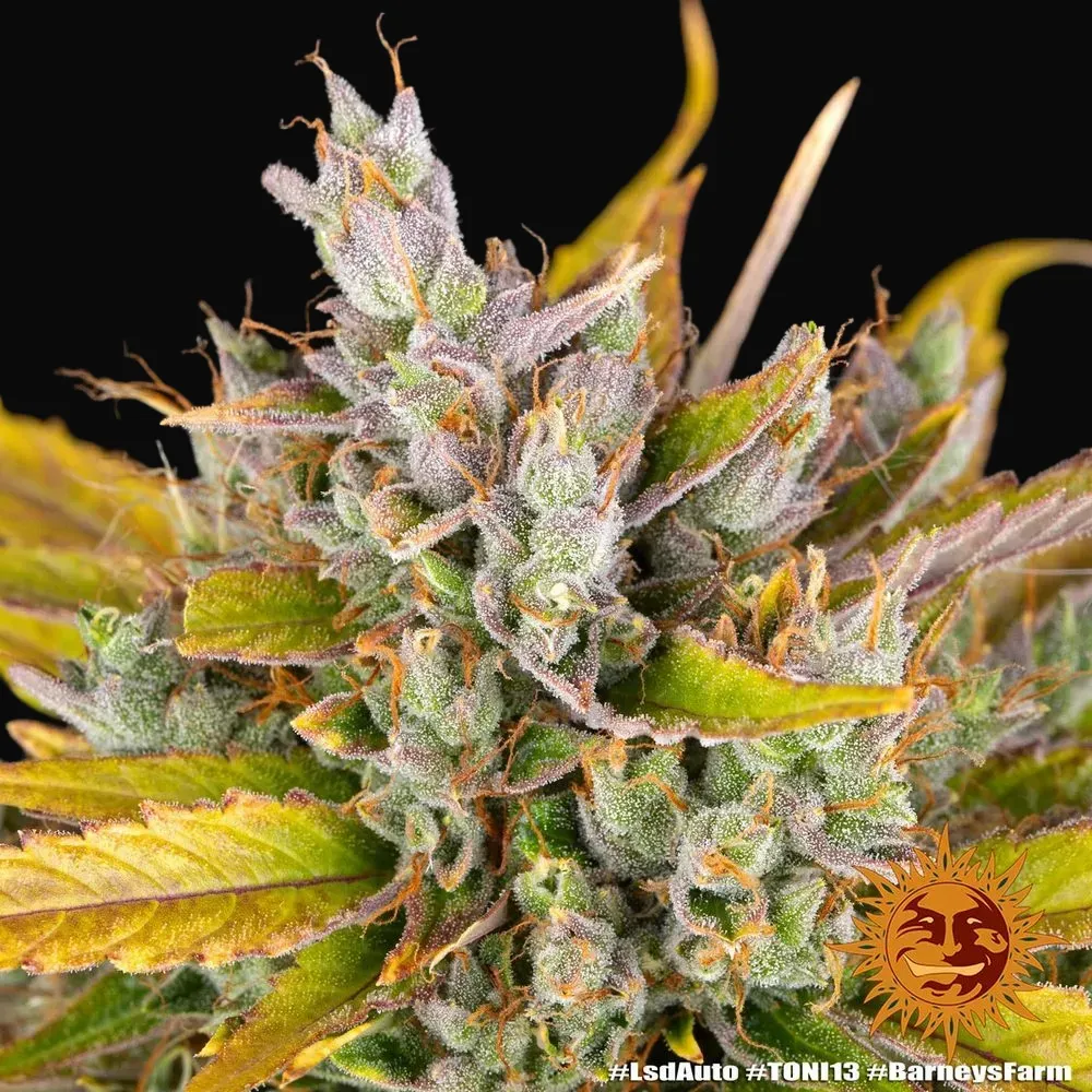 LSD Auto