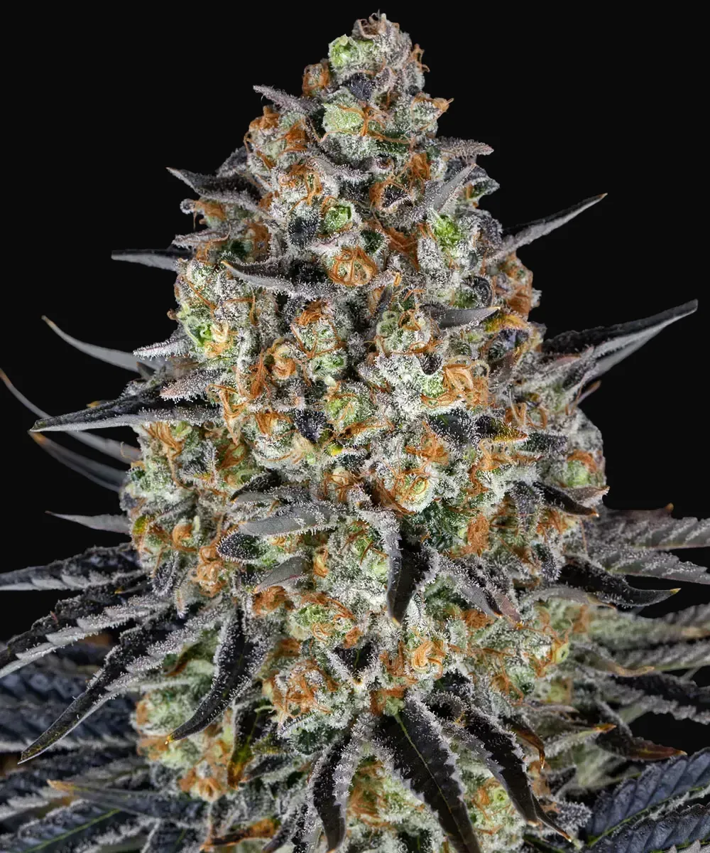 LSD