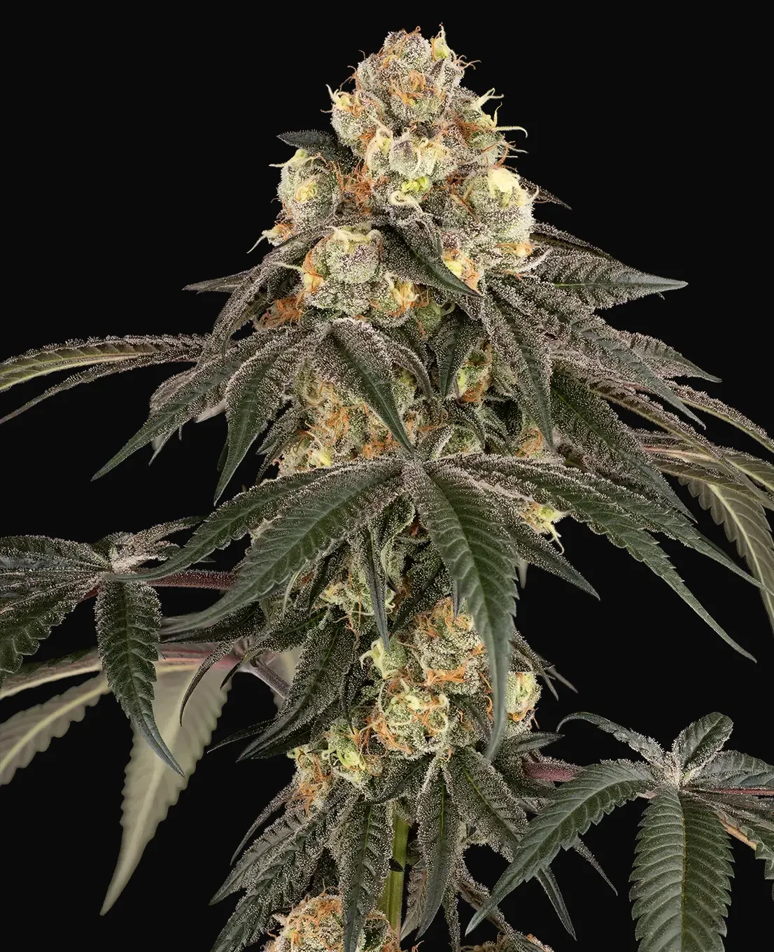 Lychee Sago Feminized