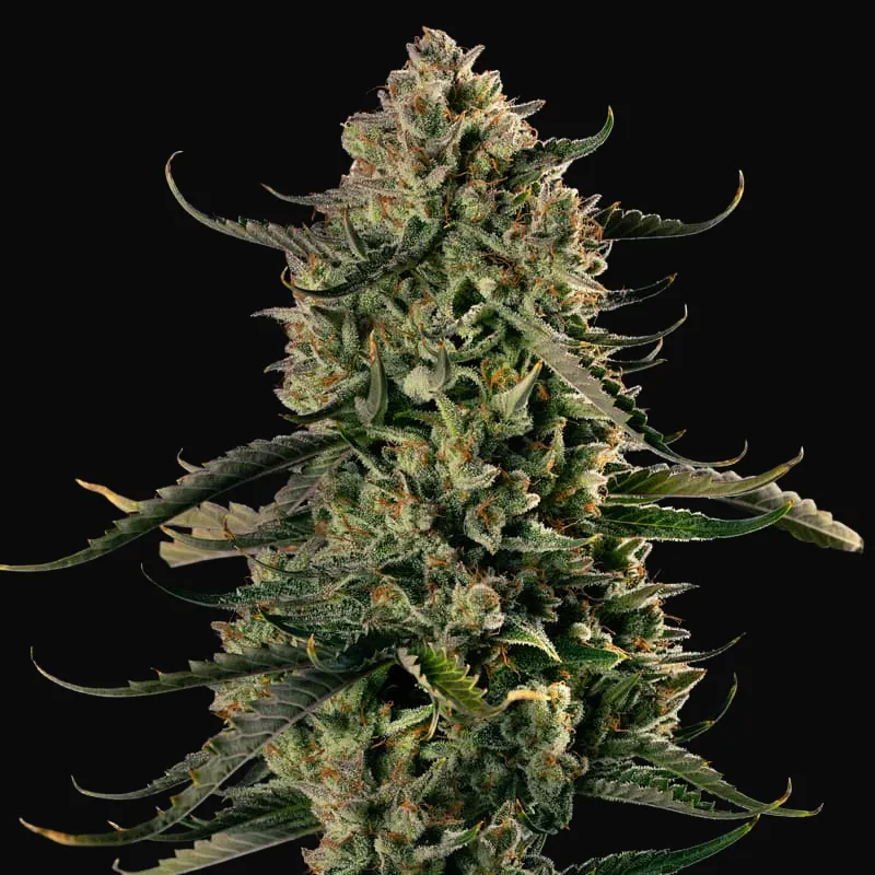 MAC Dawg XXL Auto