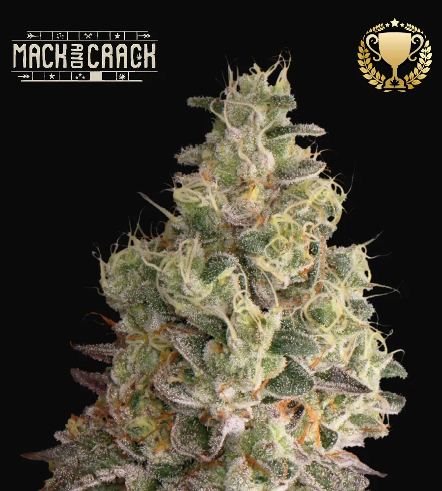 Mack & Crack Auto