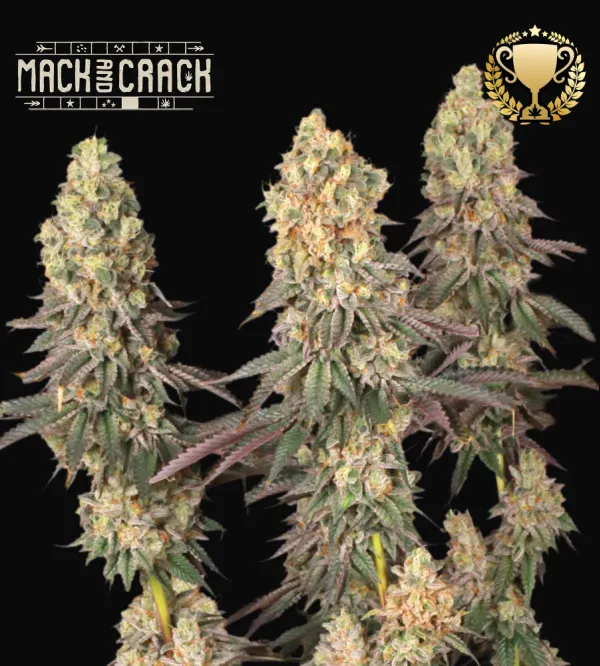 Mack & Crack