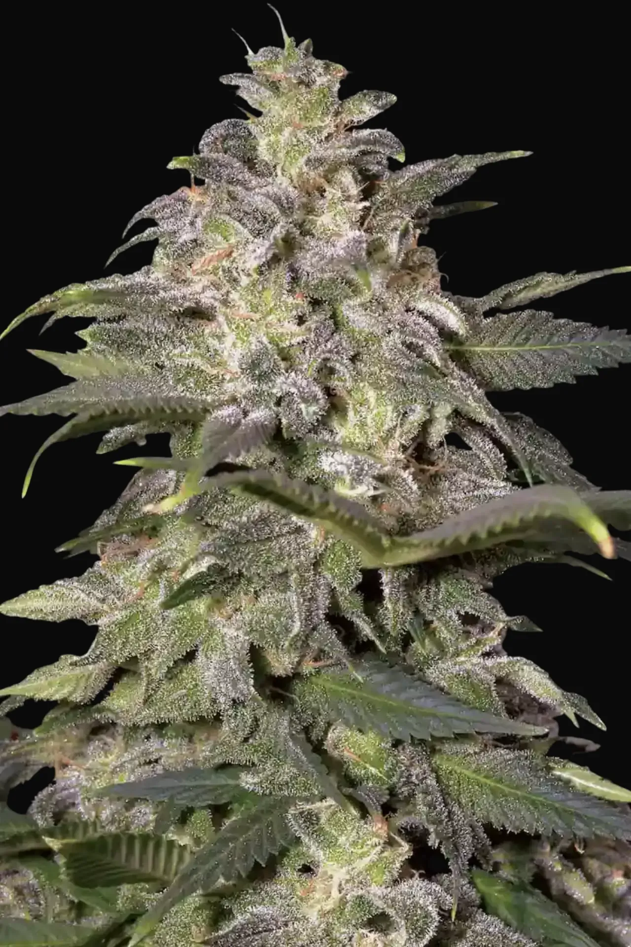 Magic Bud