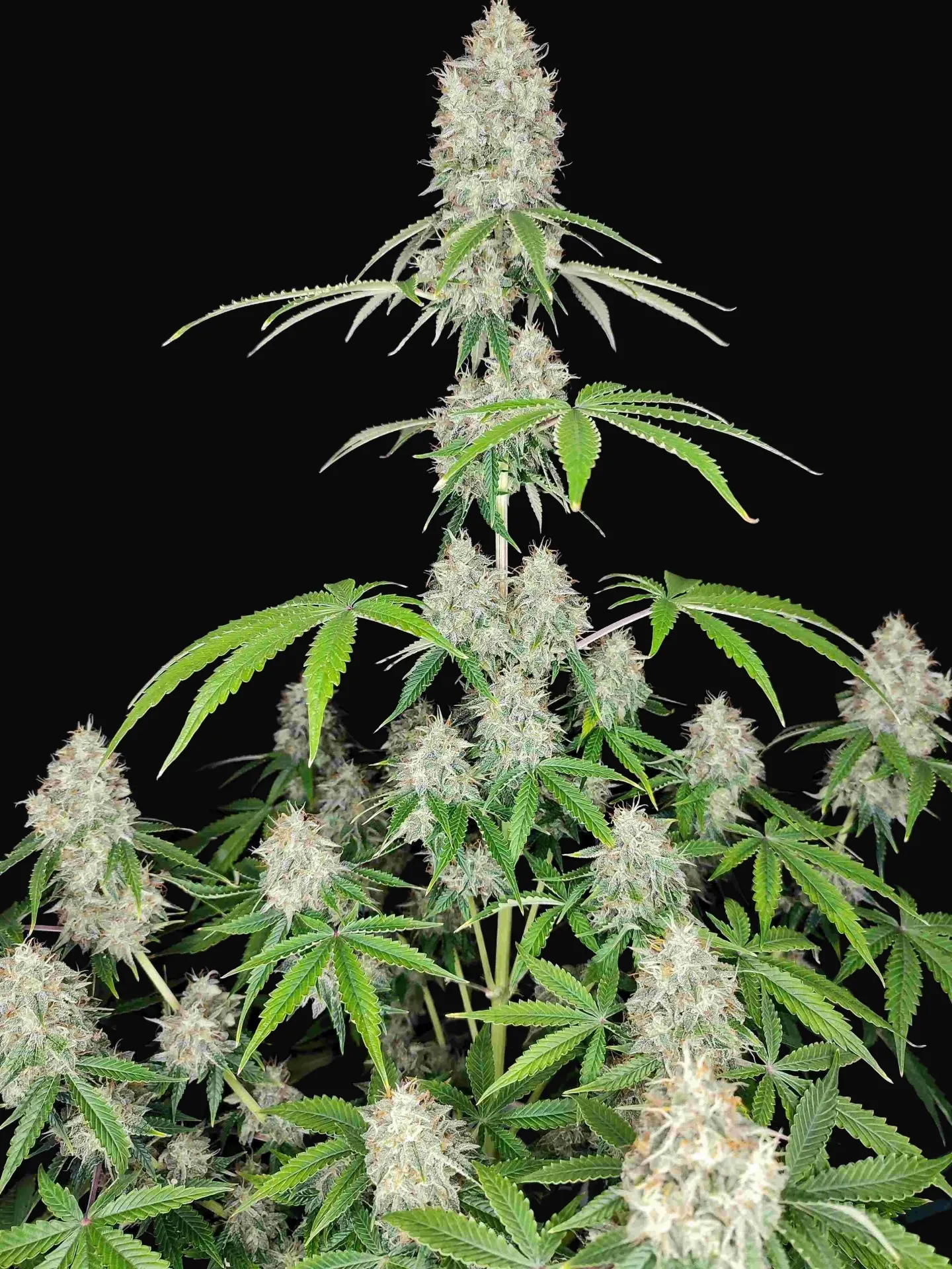 Magnum Auto