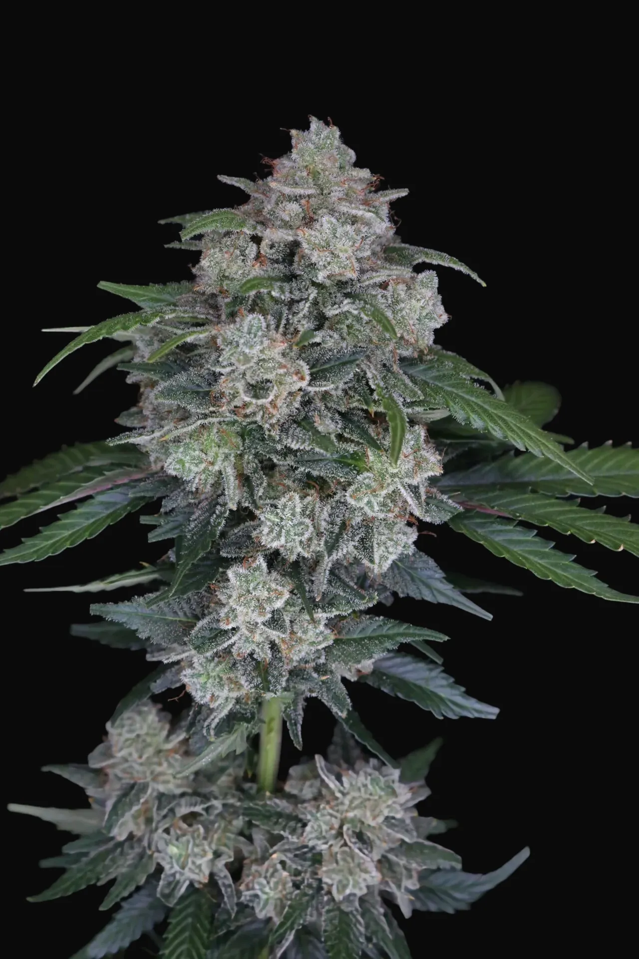 MAK OG Auto