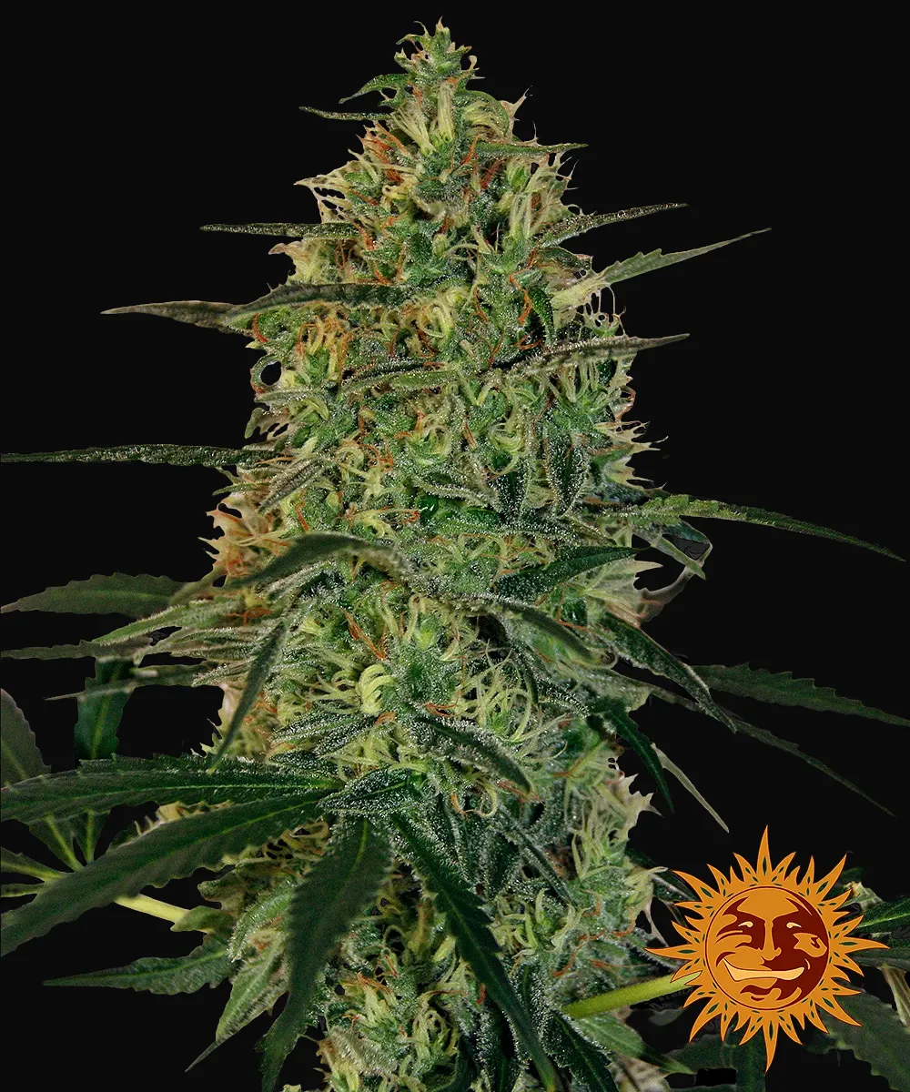 Malana Bomb Auto