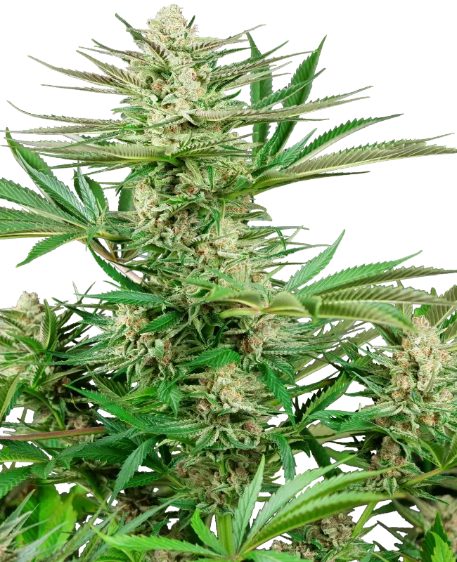 Malibu OG Gold Feminized