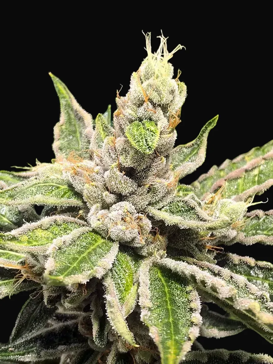 Mamacita's Cookies
