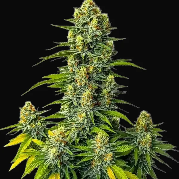 Mamba Negra Auto