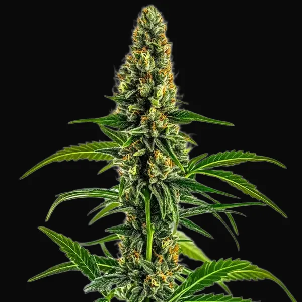 Mamba Negra CBD