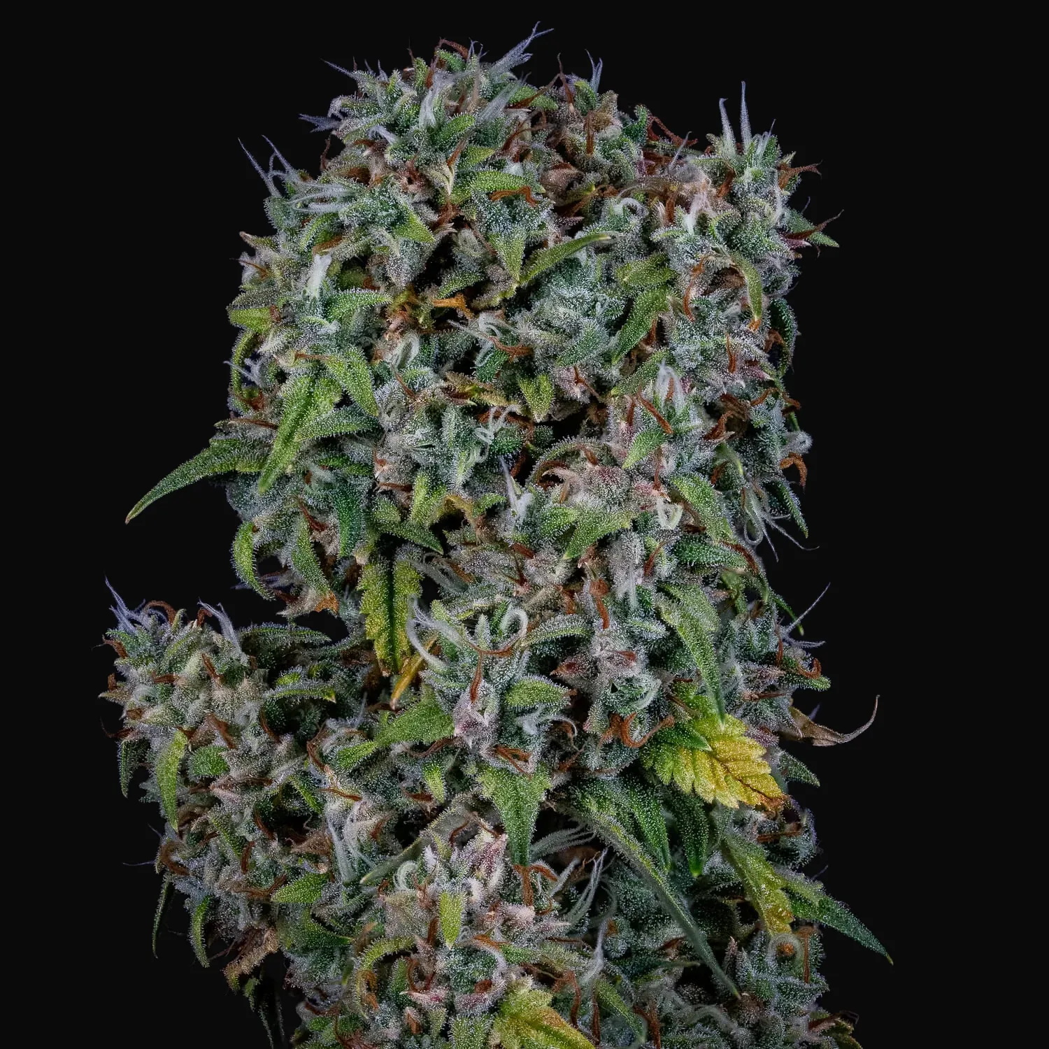 ManBearAlienPig Auto