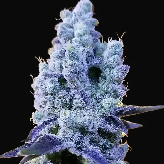 Mandarin Cookies V2