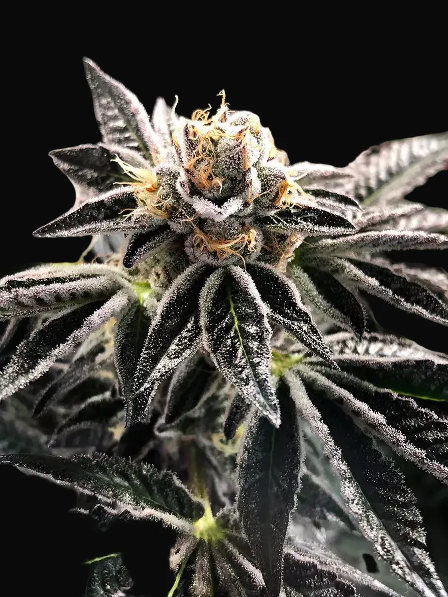 Mandarin Gelato