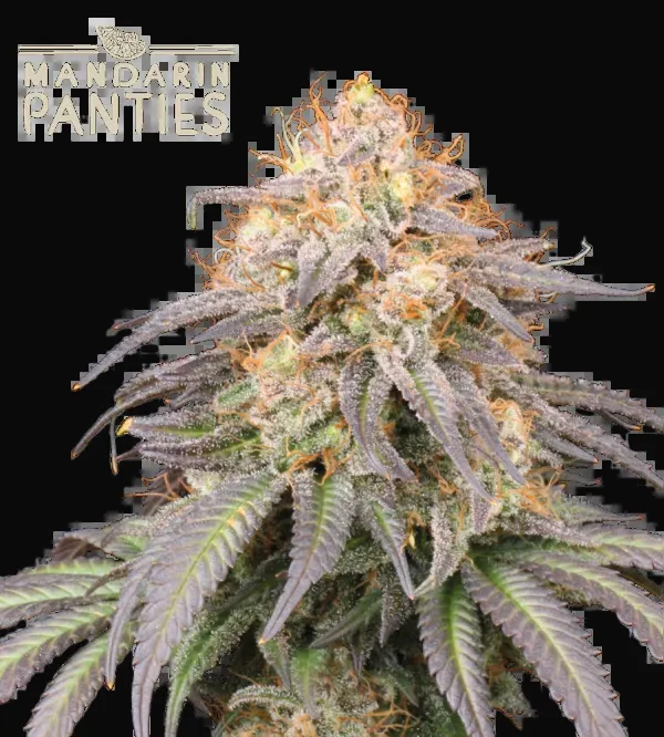 Mandarin Panties Auto