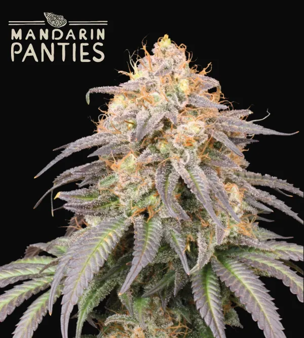 Mandarin Panties Auto