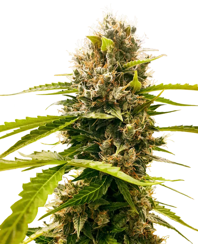 Mandarin Punch Feminized