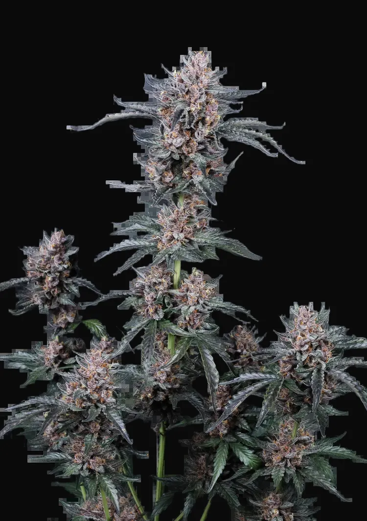 Mango Cherry Runtz Auto
