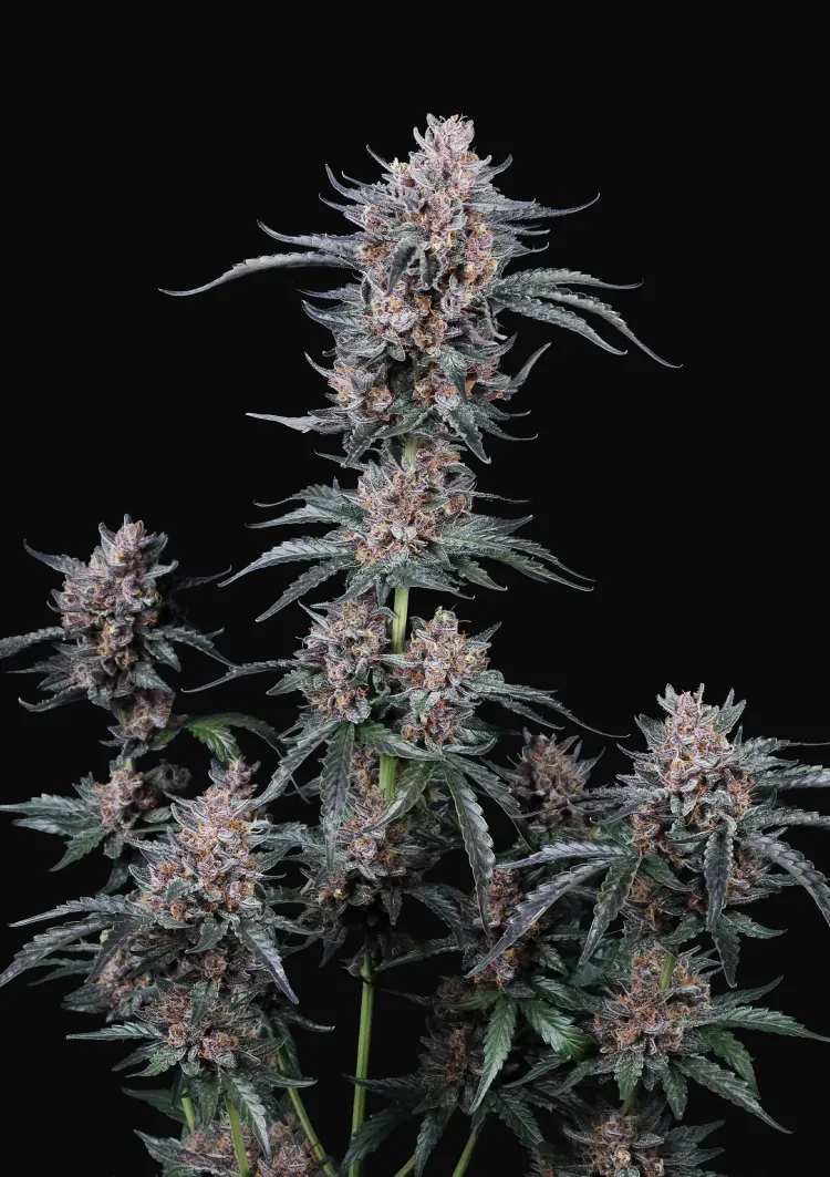 Mango Cherry Runtz Auto