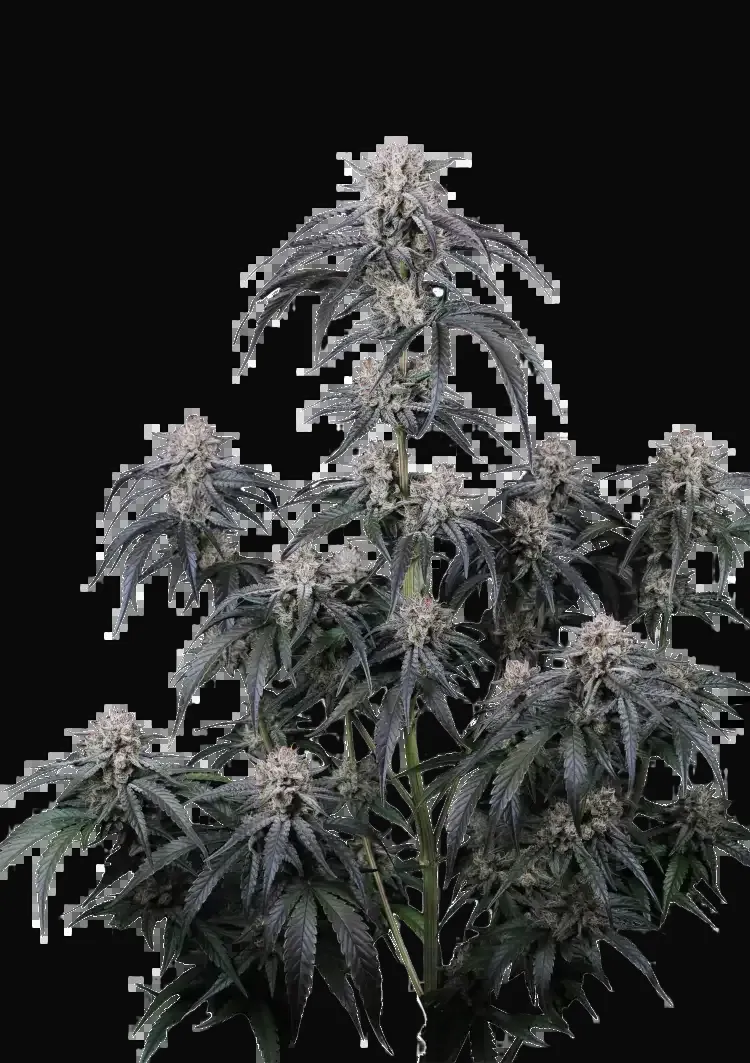 Mango Frost Auto
