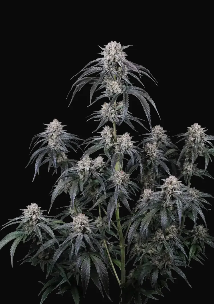 Mango Frost Auto