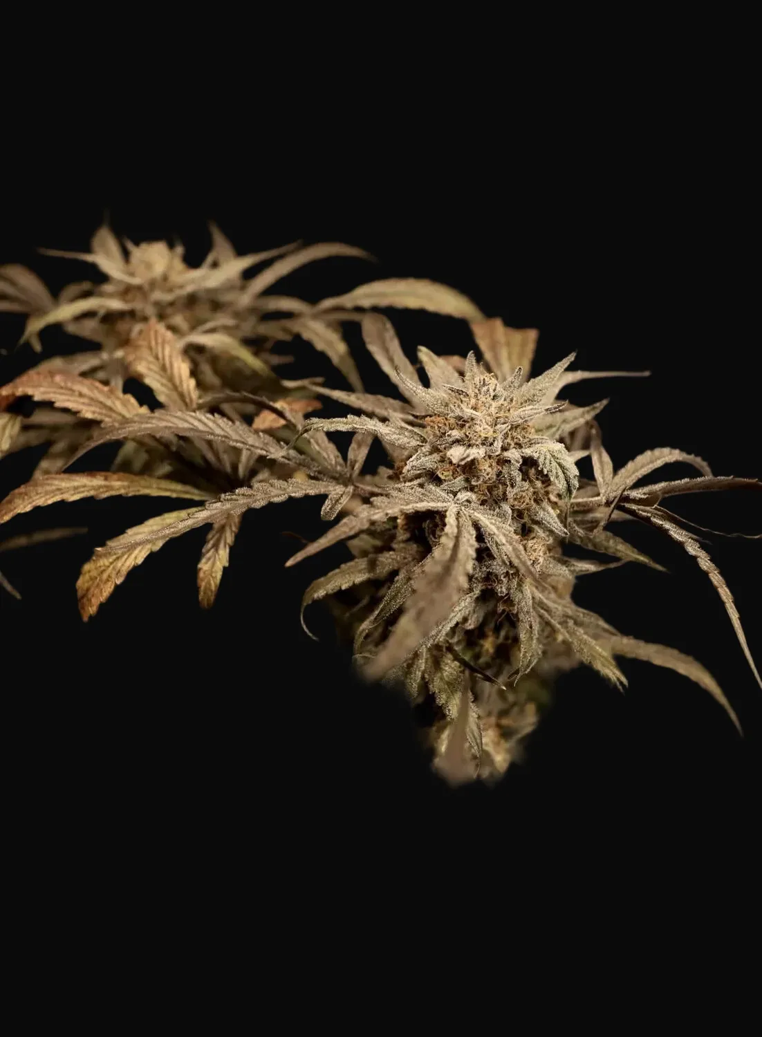 Mango Grove Auto