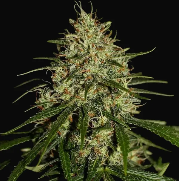 Mango Haze