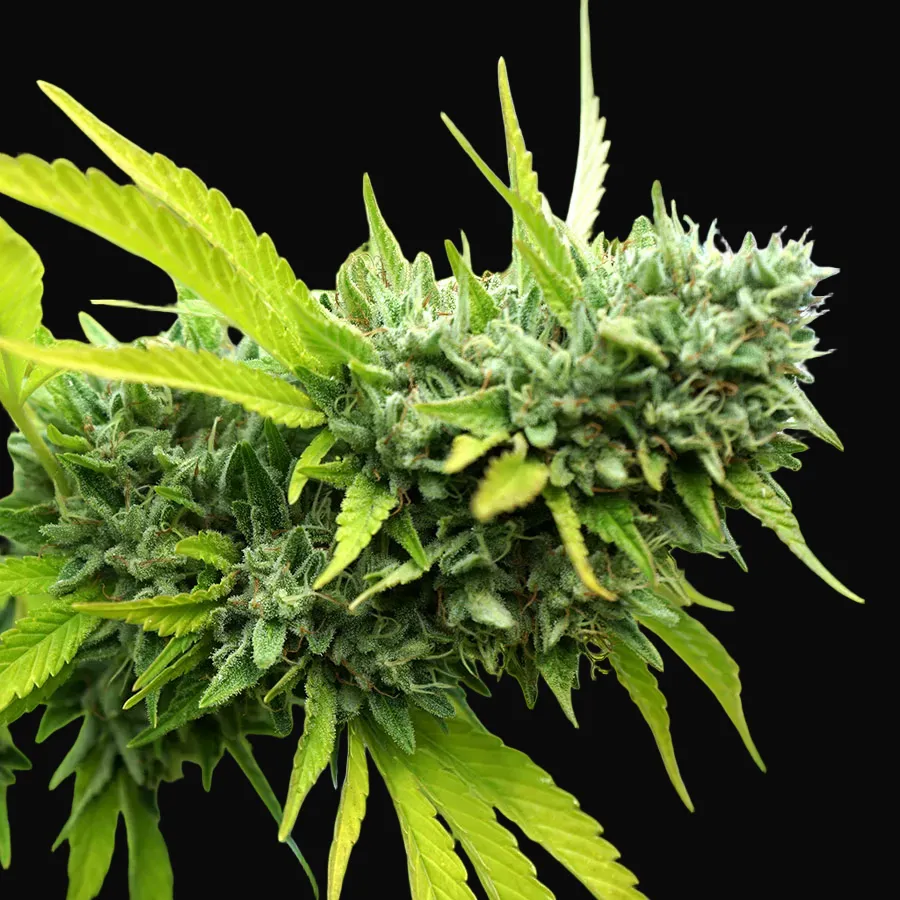 Mango OG Auto