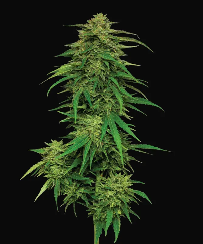 Mango Sherbert Auto