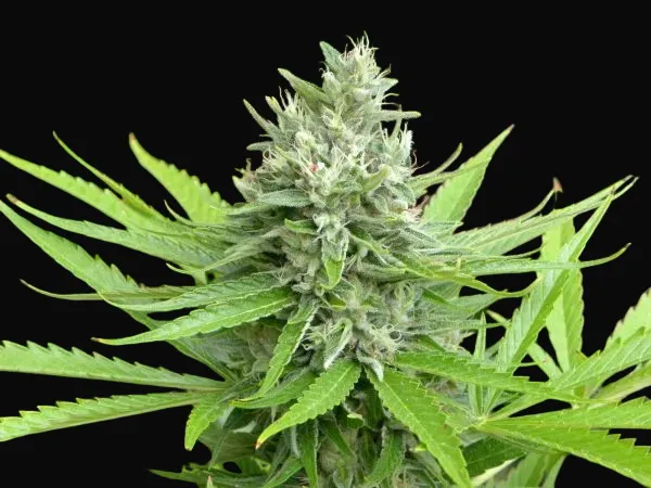 Mango Widow