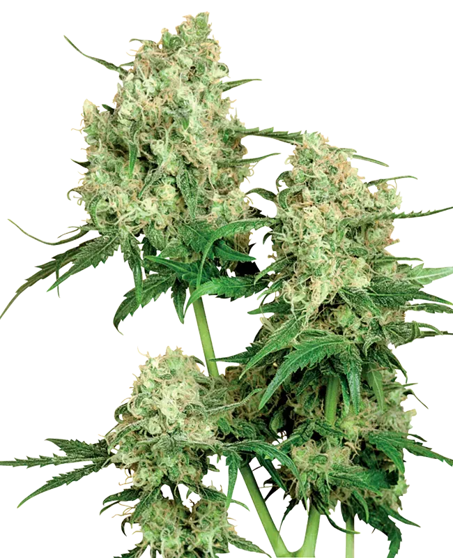 Maple Leaf Indica