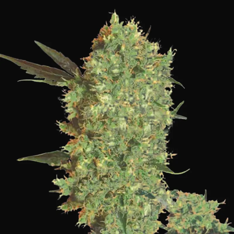 Marley's Bud